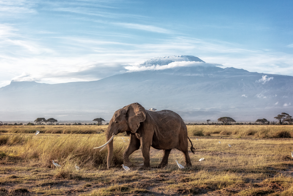 Kilimanjaro : comment faire son ascension ?