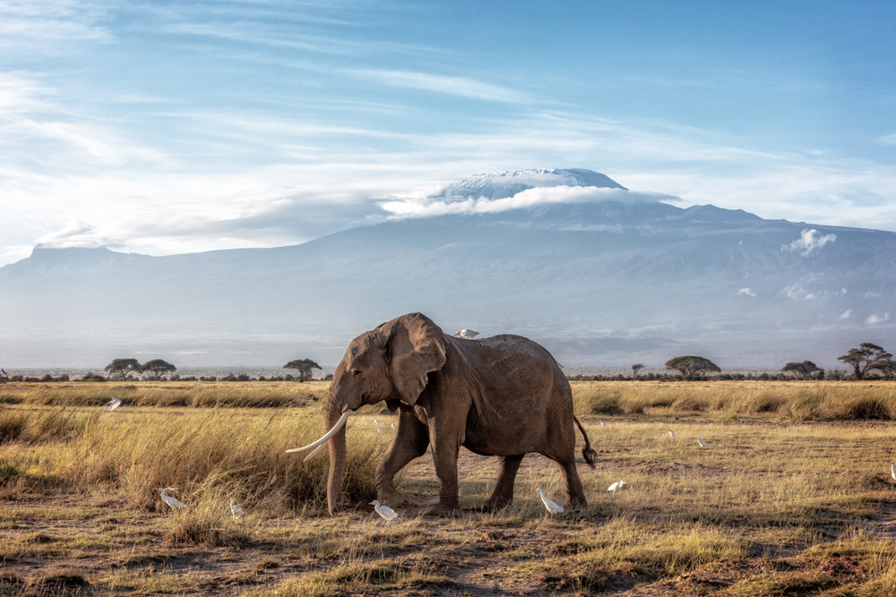 Kilimanjaro : comment faire son ascension ?