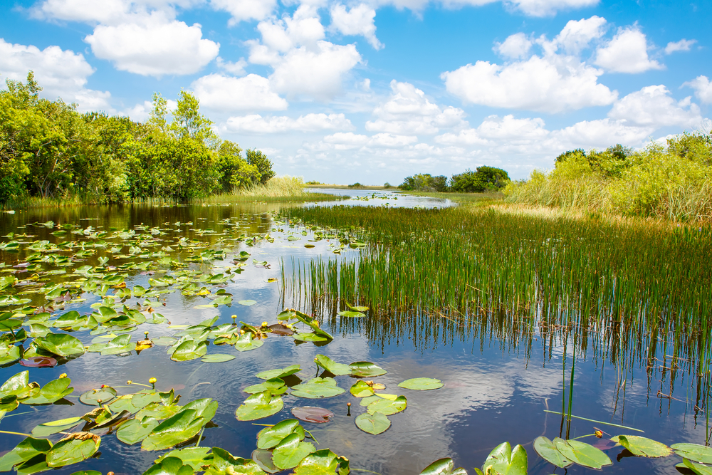 Everglades Miami : nos conseils pour les visiter !