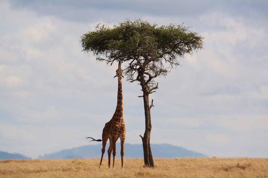 Voyage en Afrique : le chapeau, accessoire indispensable