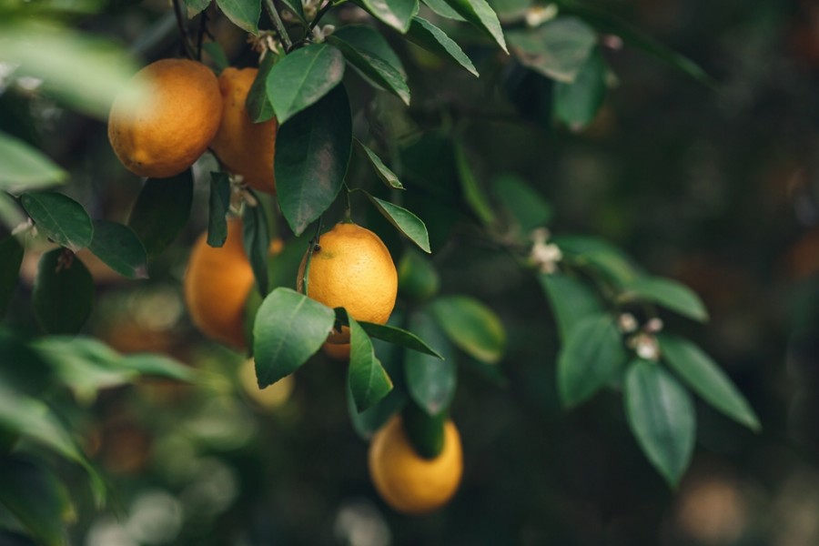 Quelle est la variété de citron la plus résistante au froid ?