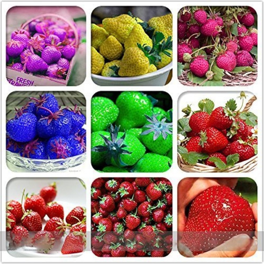 Quelles sont les variétés de fraises les plus sucrées ?